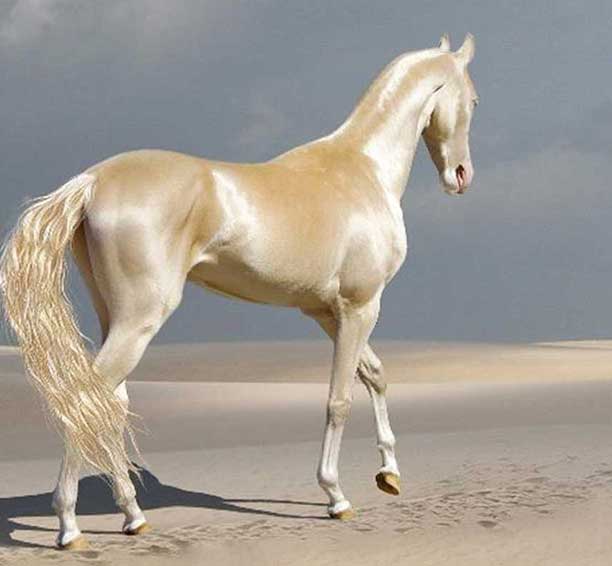 Ахалтекинская лошадь