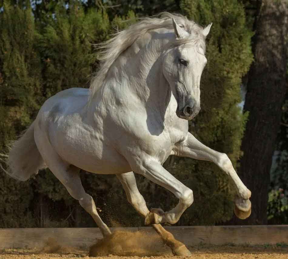 Андалузская лошадь