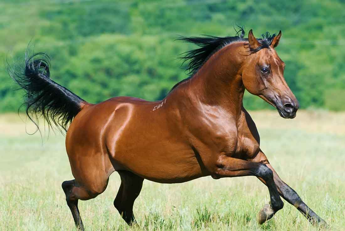 Арабская лошадь