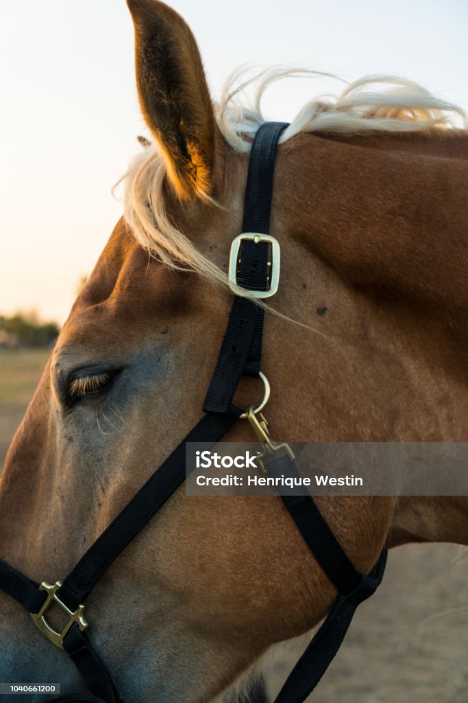 Красивая лошадь